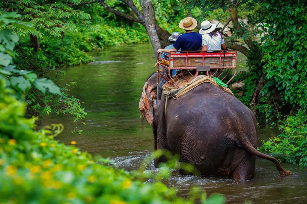 Elephants in the forest near Thekkady